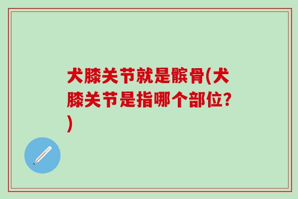 犬膝关节就是髌骨(犬膝关节是指哪个部位？)-第1张图片-氨糖科普网