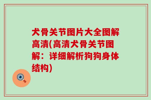 犬骨关节图片大全图解高清(高清犬骨关节图解:详细解析狗狗身体结构)-第1张图片-氨糖科普网 犬骨关节图片大全图解高清(高清犬骨关节图解:详细解析狗狗身体结构)-第1张图片-氨糖科普网