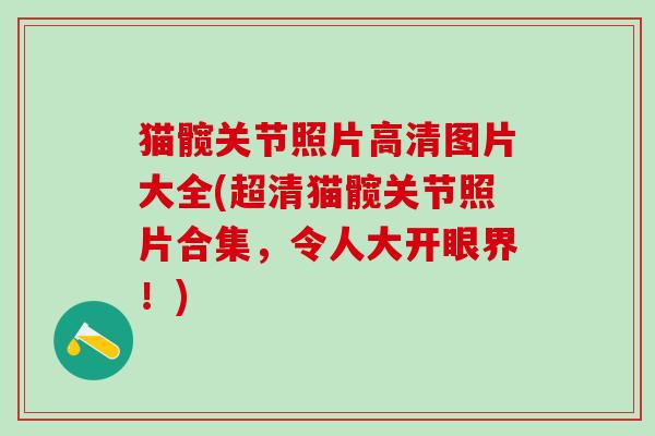 猫髋关节照片高清图片大全(超清猫髋关节照片合集，令人大开眼界！)-第1张图片-氨糖科普网