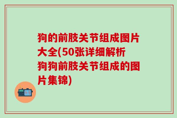 狗的前肢关节组成图片大全(50张详细解析狗狗前肢关节组成的图片集锦)-第1张图片-氨糖科普网