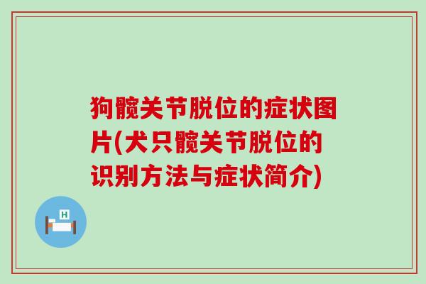 狗髋关节脱位的症状图片(犬只髋关节脱位的识别方法与症状简介)-第1张图片-氨糖科普网
