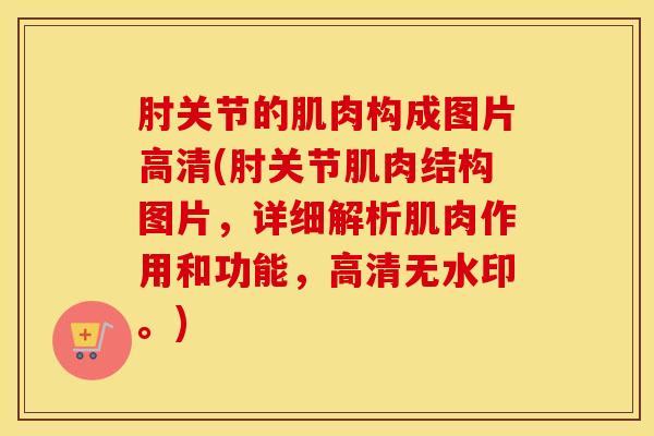 肘关节的肌肉构成图片高清(肘关节肌肉结构图片,详细解析肌肉作用和功能,高清无水印。)-第1张图片-氨糖科普网 肘关节的肌肉构成图片高清(肘关节肌肉结构图片,详细解析肌肉作用和功能,高清无水印。)-第1张图片-氨糖科普网