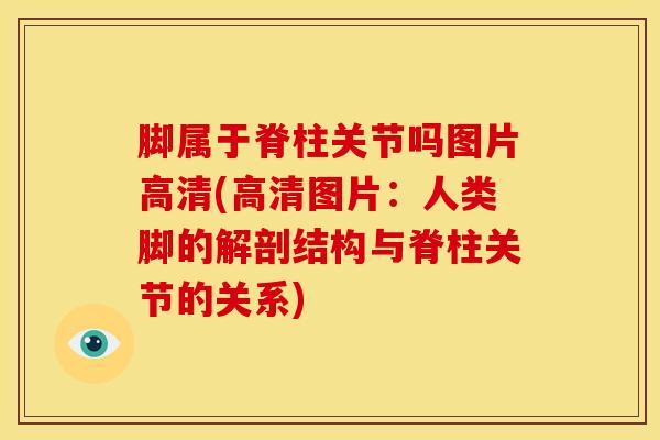 脚属于脊柱关节吗图片高清(高清图片:人类脚的解剖结构与脊柱关节的关系)-第1张图片-氨糖科普网 脚属于脊柱关节吗图片高清(高清图片:人类脚的解剖结构与脊柱关节的关系)-第1张图片-氨糖科普网