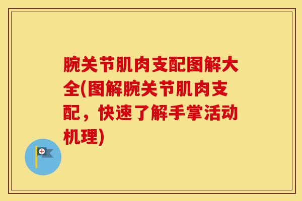 腕关节肌肉支配图解大全(图解腕关节肌肉支配，快速了解手掌活动机理)-第1张图片-氨糖科普网