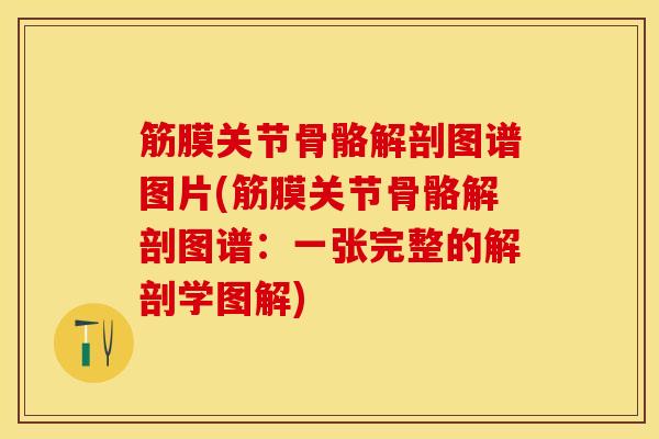 筋膜关节骨骼解剖图谱图片(筋膜关节骨骼解剖图谱：一张完整的解剖学图解)-第1张图片-氨糖科普网