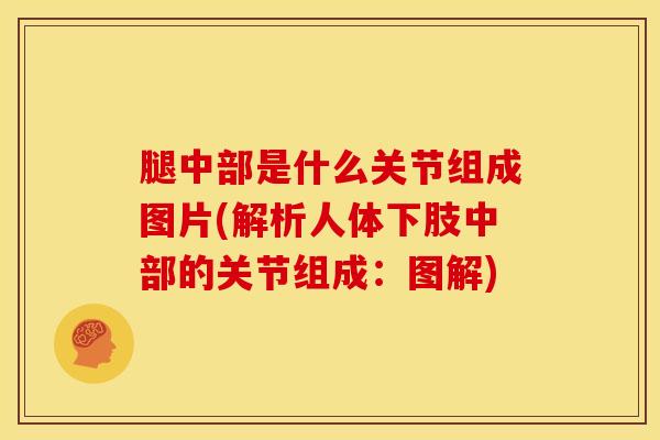 腿中部是什么关节组成图片(解析人体下肢中部的关节组成：图解)-第1张图片-氨糖科普网