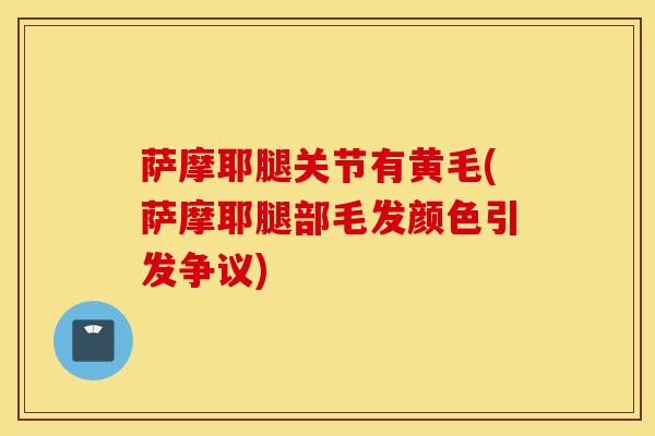 萨摩耶腿关节有黄毛(萨摩耶腿部毛发颜色引发争议)-第1张图片-氨糖科普网 萨摩耶腿关节有黄毛(萨摩耶腿部毛发颜色引发争议)-第1张图片-氨糖科普网