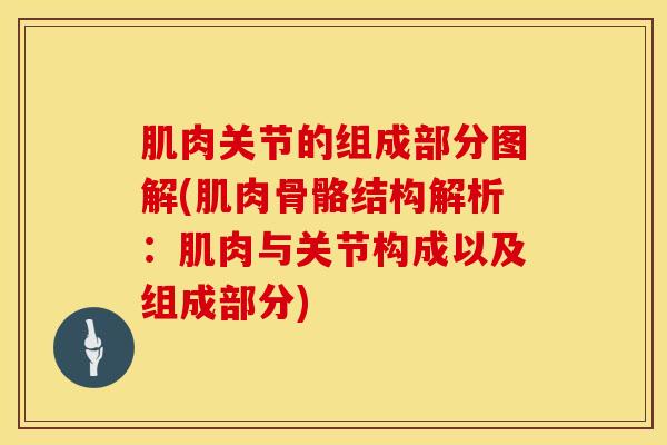 肌肉关节的组成部分图解(肌肉骨骼结构解析:肌肉与关节构成以及组成部分)-第1张图片-氨糖科普网 肌肉关节的组成部分图解(肌肉骨骼结构解析:肌肉与关节构成以及组成部分)-第1张图片-氨糖科普网