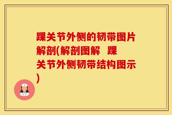 踝关节外侧的韧带图片解剖(解剖图解  踝关节外侧韧带结构图示)-第1张图片-氨糖科普网